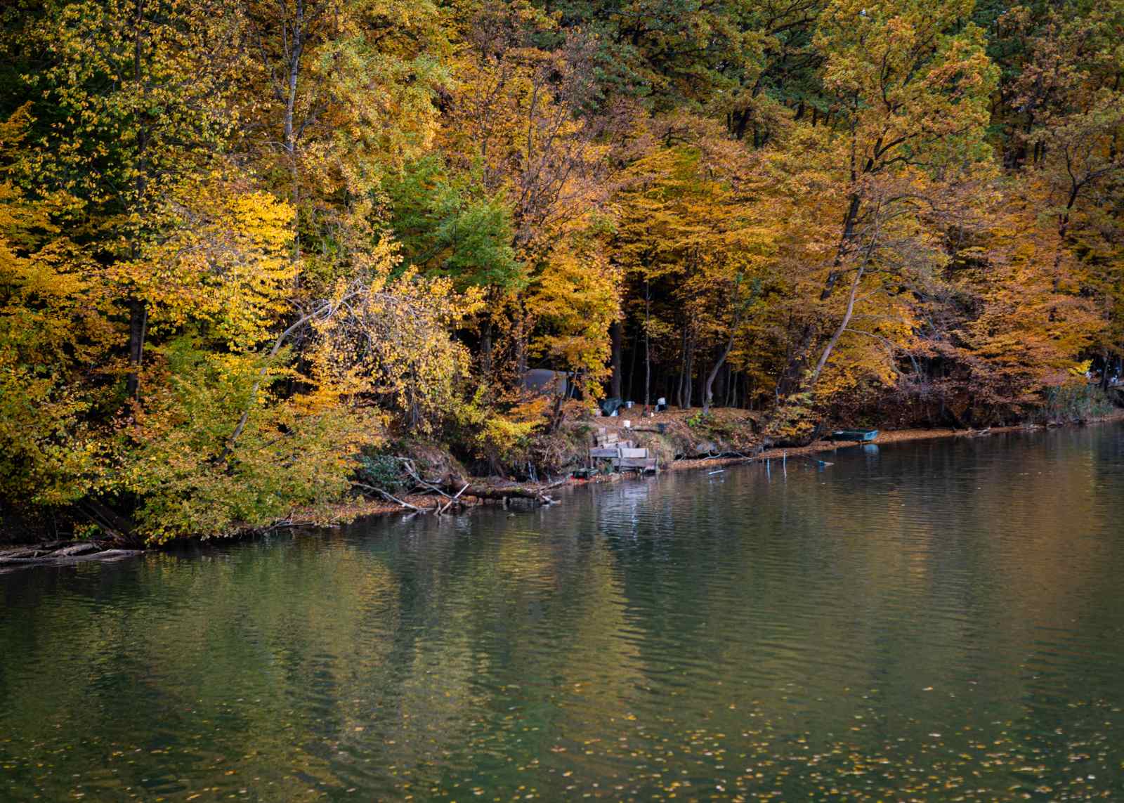 Сектори в лісі